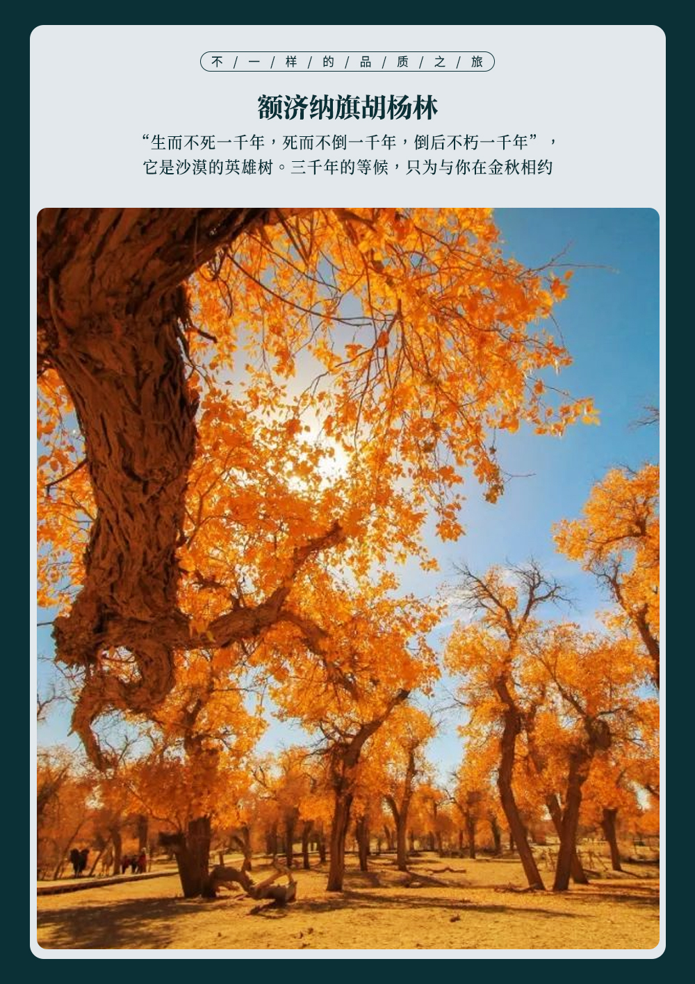 赴一场三千年金秋之约_04.jpg
